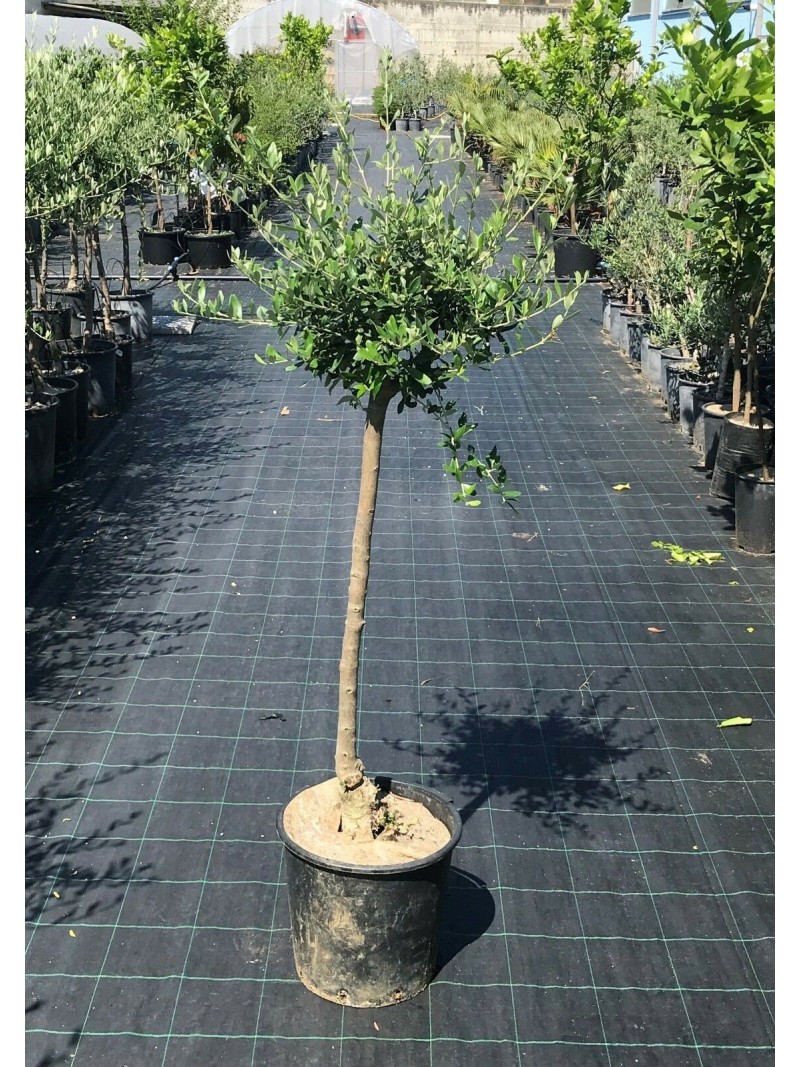 https://www.vivaiodicastelletto.it/1490710-large_default/ulivo-olivo-olea-europea-albero-adulto-10-anni-pianta-in-vaso-o30-cm-foto-reali.jpg