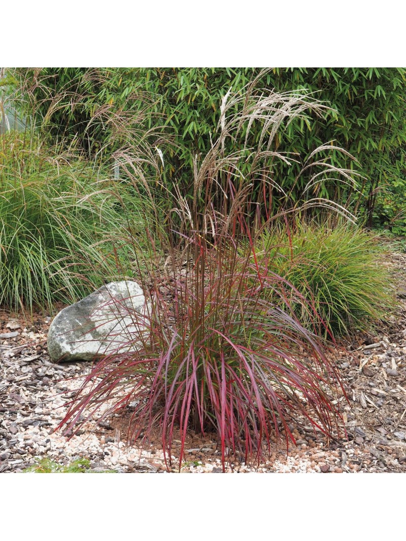 Plantì MISCANTHUS, Miscanto Piante vere da esterno ornamentale usata anche  come piante semisempreverdi da vaso Diametro vaso 19 cm (Argento)