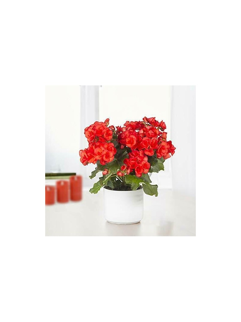 POWERS TO FLOWERS - BEGONIA PENDULA DA BALCONE, A FIORE ROSSO, 3 PIANTE  VASO 14 CM, piante vere - powers to flowers - piante e fiori