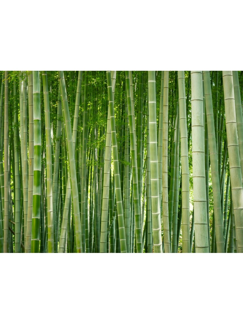 Bambù Bambusa Bamboo cinese pianta in vaso ø20 cm h. 150/200cm