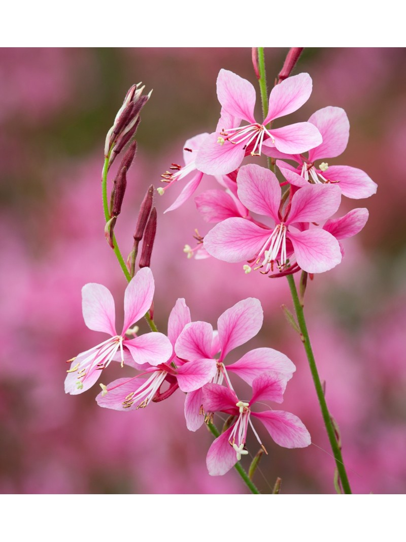 Pianta di Orchidea - Fioreria VDA Borella