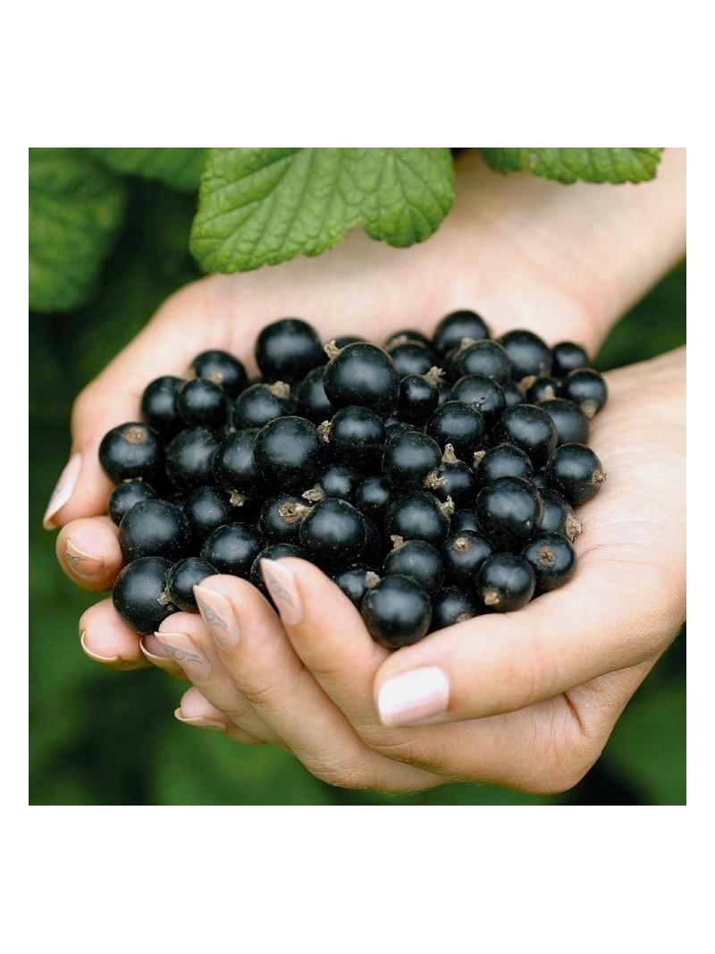 Purea di frutta ribes nero 1 kg La Fruitiere du Val Evel