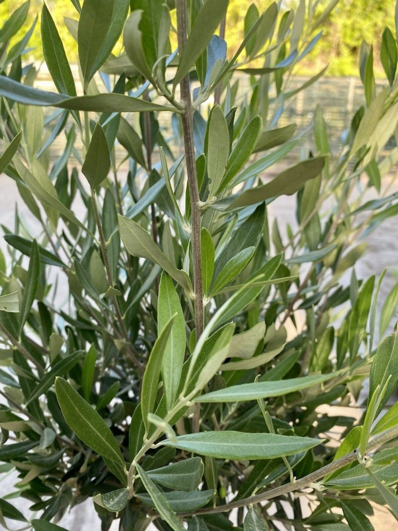 Pianta Ulivo Olea europea in vaso, foto reali.