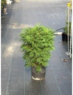 Thuja occidentalis "Tuia...