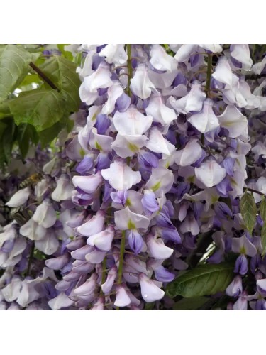 Glicine "Wisteria" pianta...