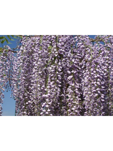 Glicine "Wisteria" pianta...