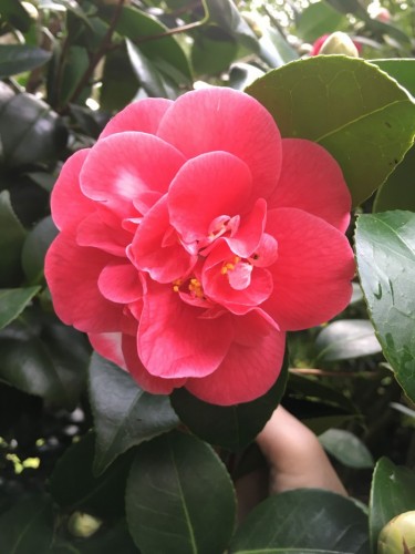 Camelia giapponese...