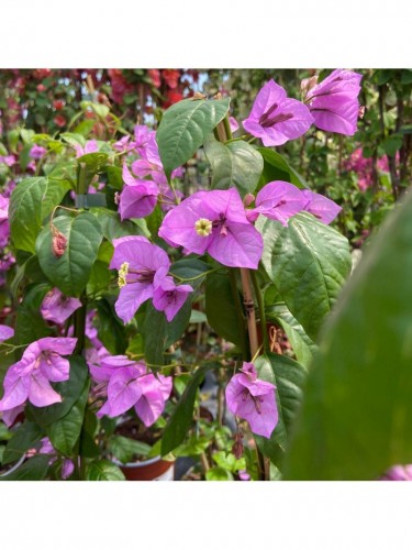 Buganville "Bougainvillea"...