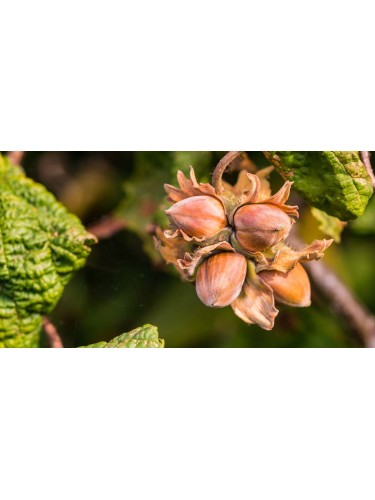 Nocciolo "Corylus avellana"...