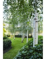 Betula Pendula Betulla...