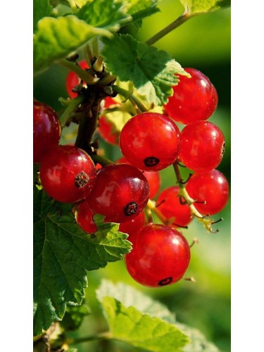 Ribes rosso "Ribes rubrum "...