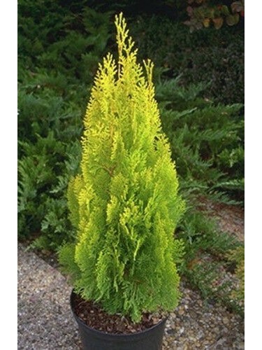 Thuja orientalis...