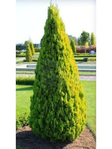 Thuja orientalis...