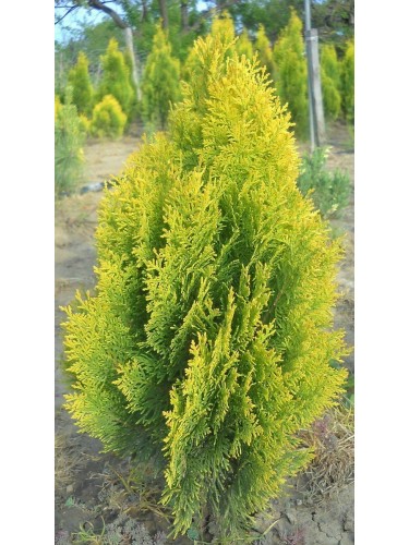 Thuja orientalis...