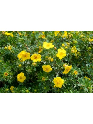 Potentilla fruticosa...