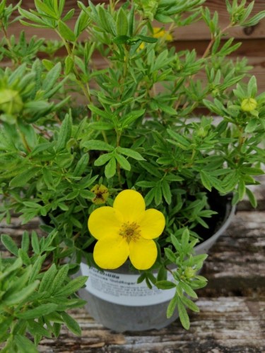 Potentilla fruticosa...