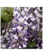 Glicine "Wisteria" pianta...