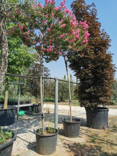 Lagerstroemia rosa...