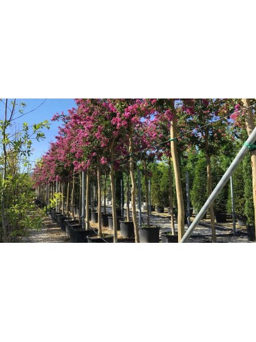 Lagerstroemia rosa...