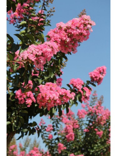 Lagerstroemia rosa...