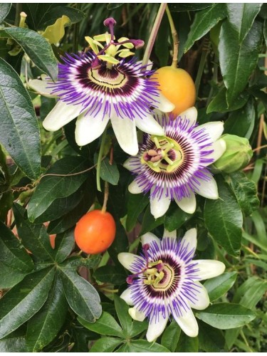 Passiflora Caerulea pianta...