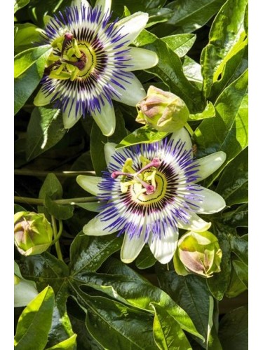 Passiflora Caerulea pianta...