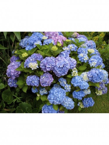 Ortensia "Hydrangea" pianta...