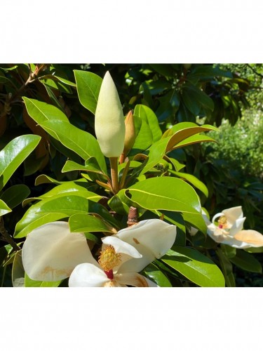 Magnolia grandiflora pianta...