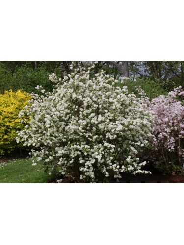 Deutzia x Lemonei pianta in...