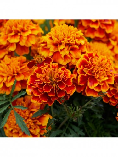 Tagete "Tagetes" 5 piante...