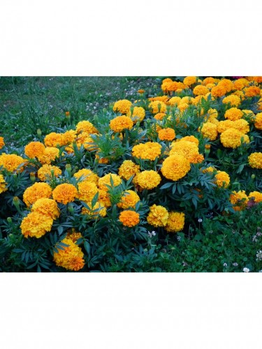 Tagete "Tagetes" 5 piante...