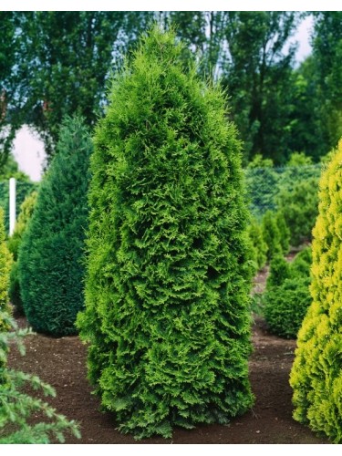 Thuja occidentalis...