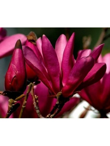 Magnolia giapponese...