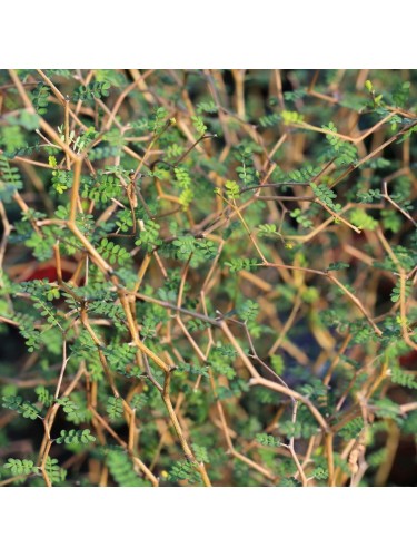 Sophora prostata "Sophora...