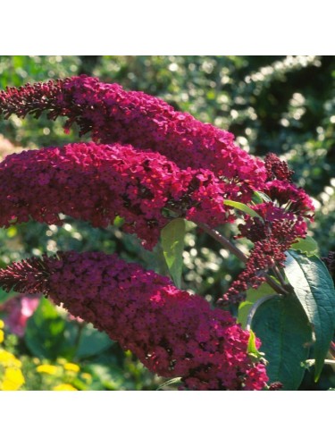 Buddleia davidii Royal Red...