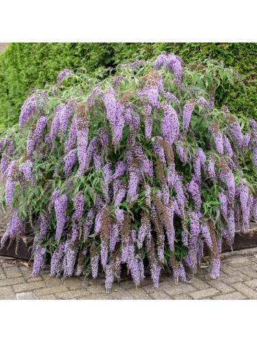 Buddleia davidii Wisteria...