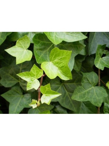 Edera comune "Hedera helix"...