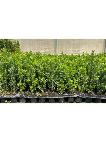 Bosso "Buxus microphylla...