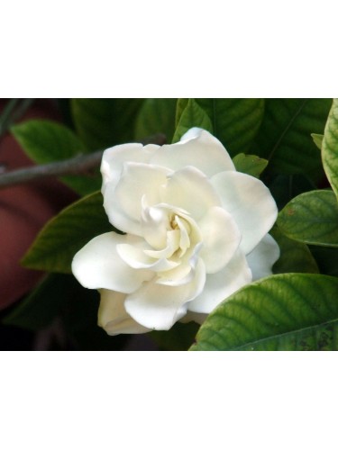 Gardenia jasminoides 3...