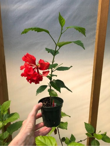 Ibisco della Cina "Hibiscus...