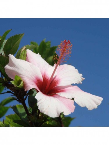 Ibisco della Cina "Hibiscus...