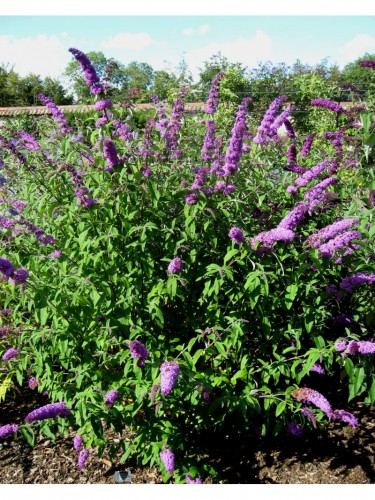 Buddleia davidii Border...