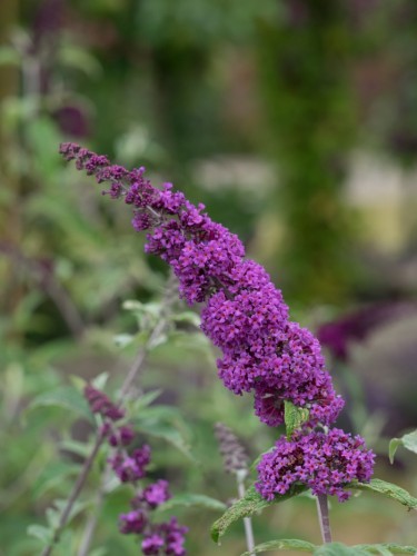 Buddleia davidii Border...