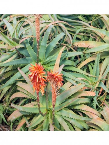 Aloe arborescens "Aloe...