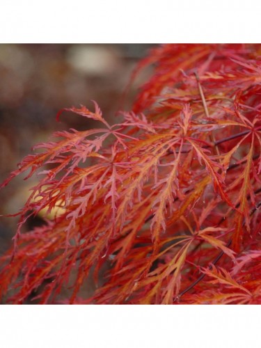 Acero rosso giapponese...