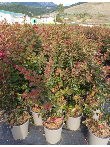 Lagerstroemia indica rossa...