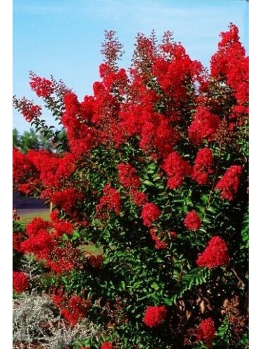 Lagerstroemia indica rossa...