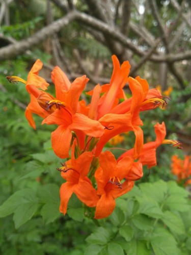 Bignonia capensis "Tecoma...