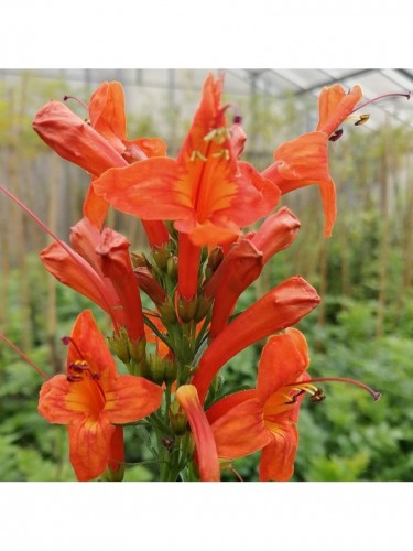 Bignonia capensis...