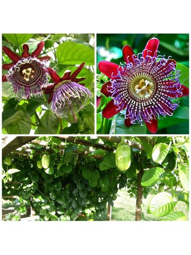 Passiflora Quadrangularis...